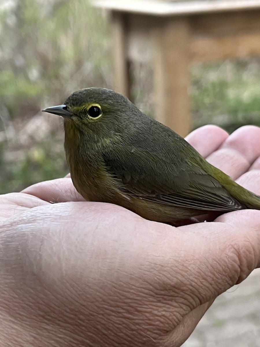 Orange-crowned Warbler - ML618978553