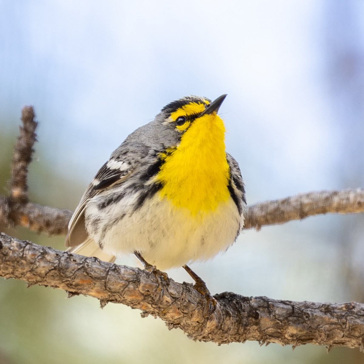 Grace's Warbler - ML618978583