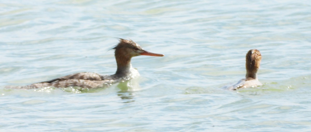 Red-breasted Merganser - ML618978590