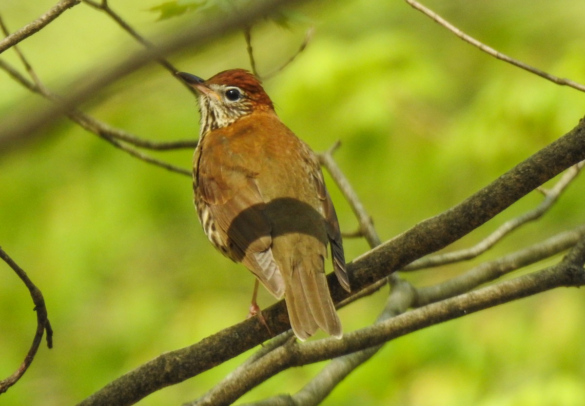 Wood Thrush - ML618978593