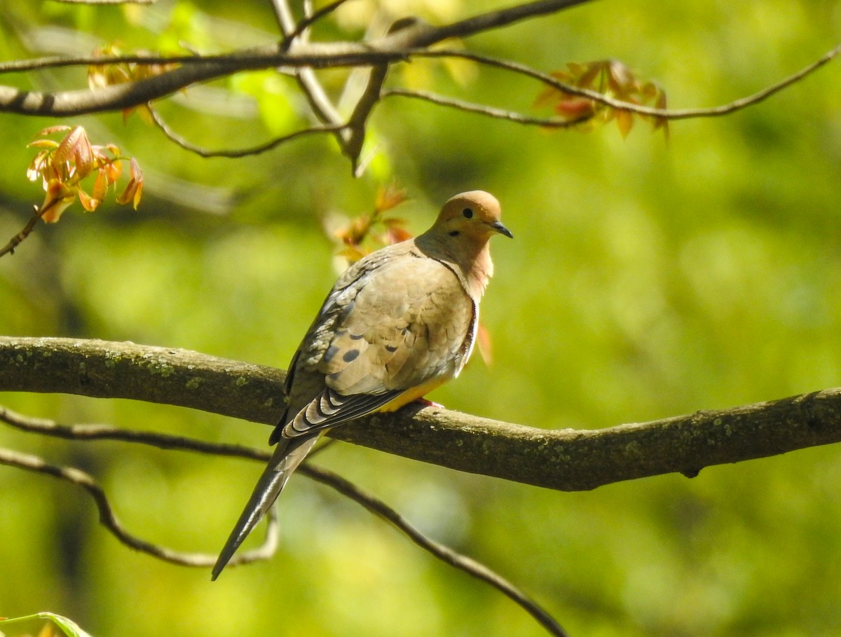 Mourning Dove - Danielle Bedics-Arizala