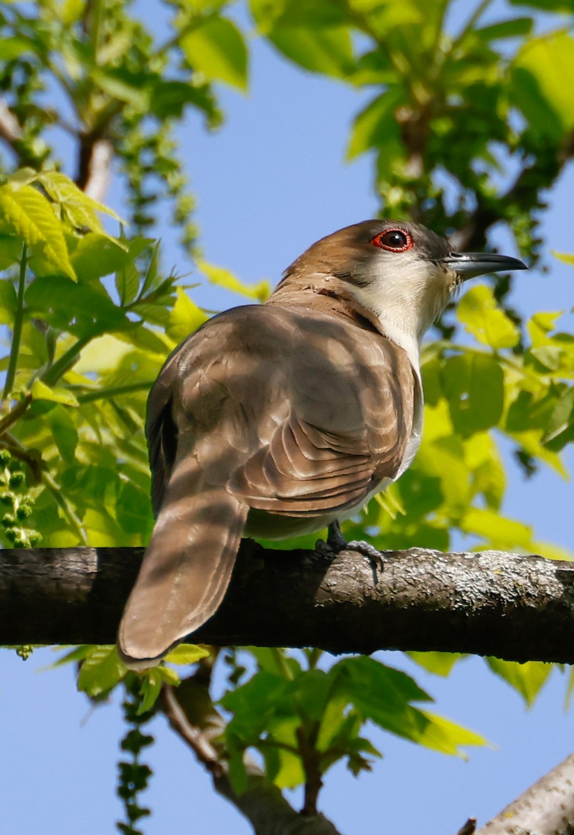 Black-billed Cuckoo - Randall Everts