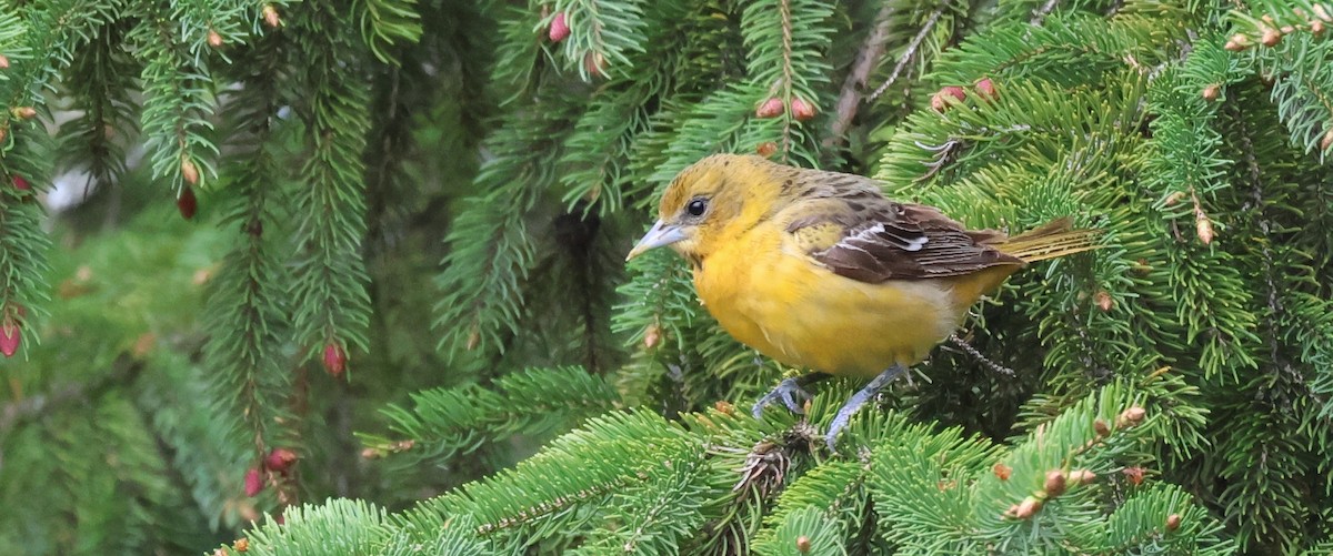 Baltimore Oriole - Robert Anctil