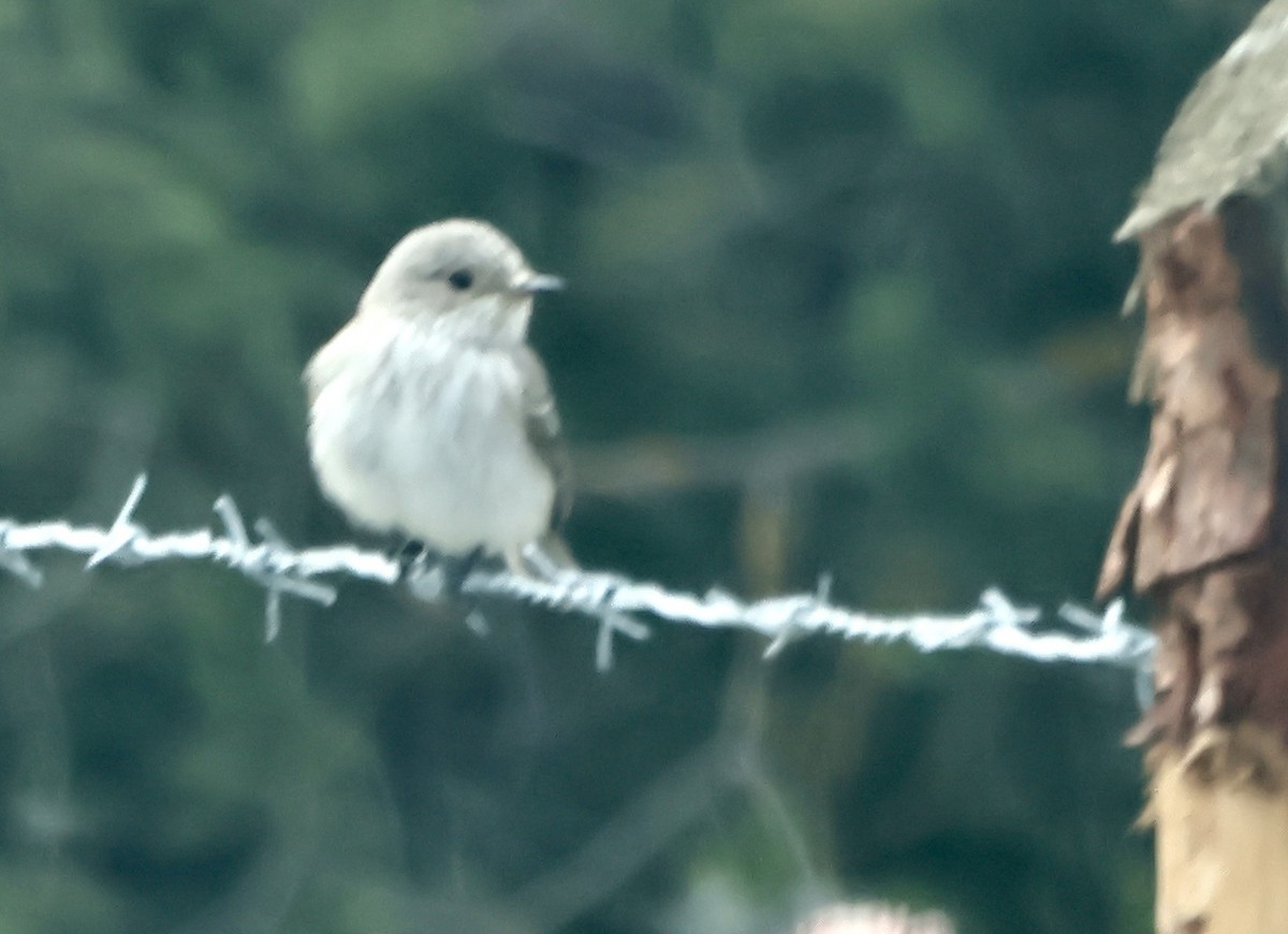 Spotted Flycatcher - Murat Polat