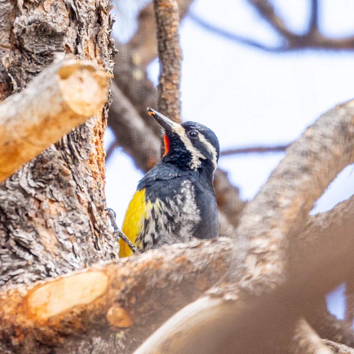 Williamson's Sapsucker - ML618978677