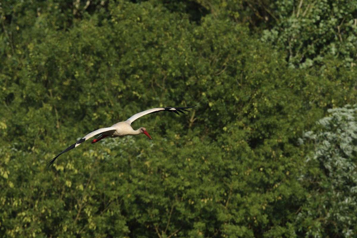 White Stork - Andrey Mikhaylov