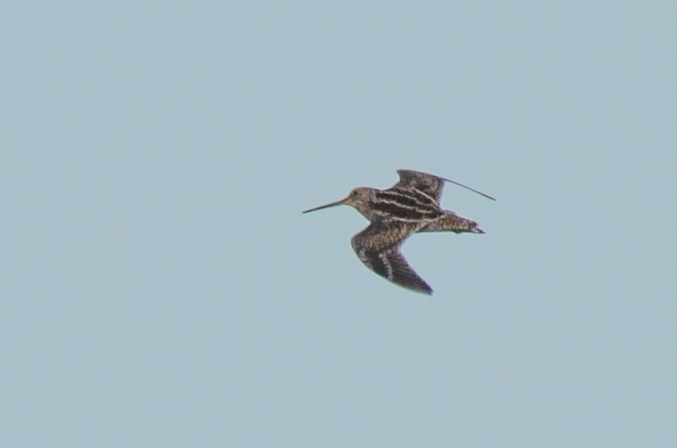 Pantanal Snipe - ML618978690