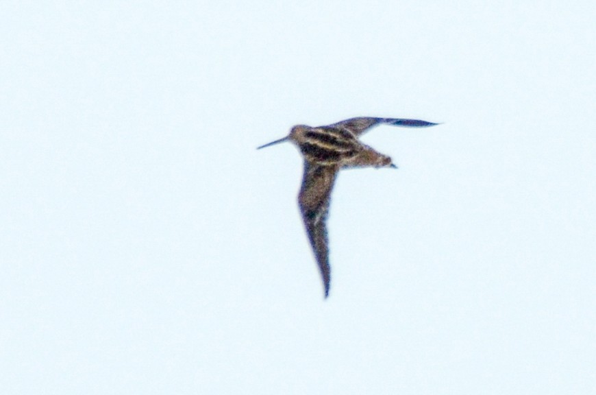 Pantanal Snipe - ML618978691