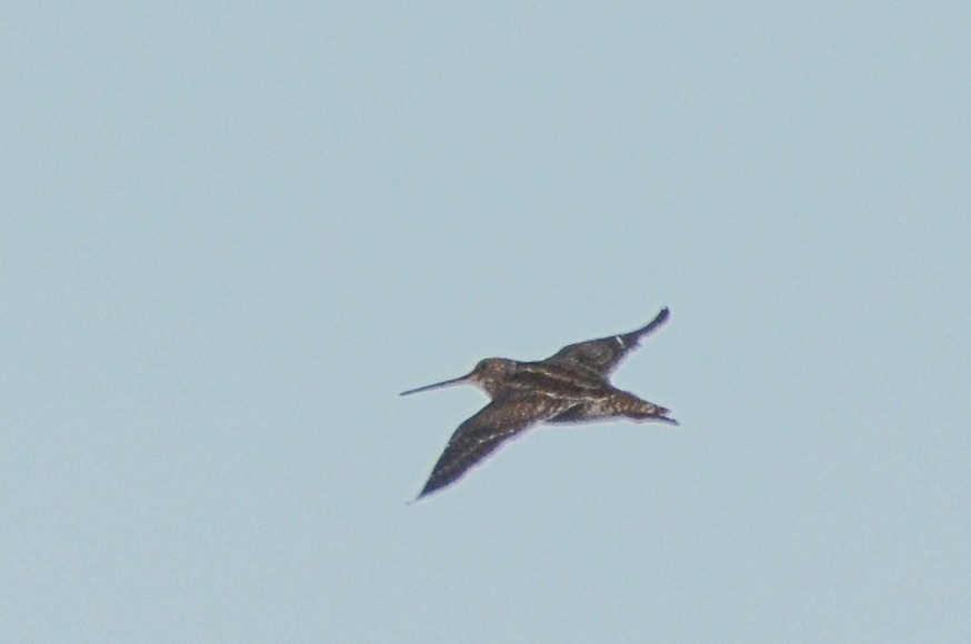 Pantanal Snipe - ML618978692