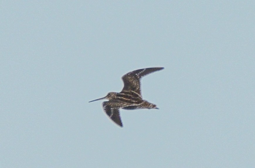 Pantanal Snipe - ML618978693