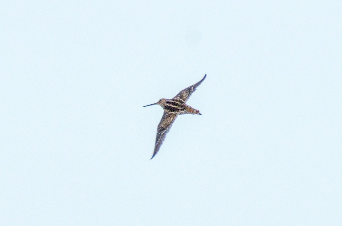 Pantanal Snipe - ML618978694