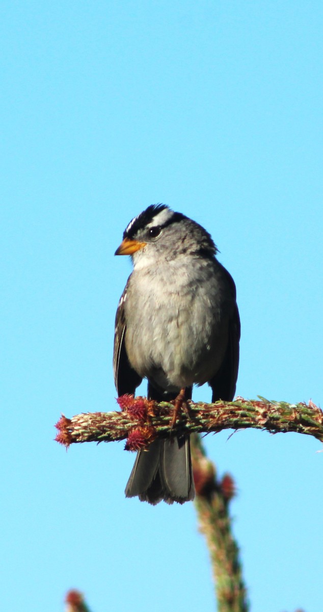 White-crowned Sparrow - ML618978703