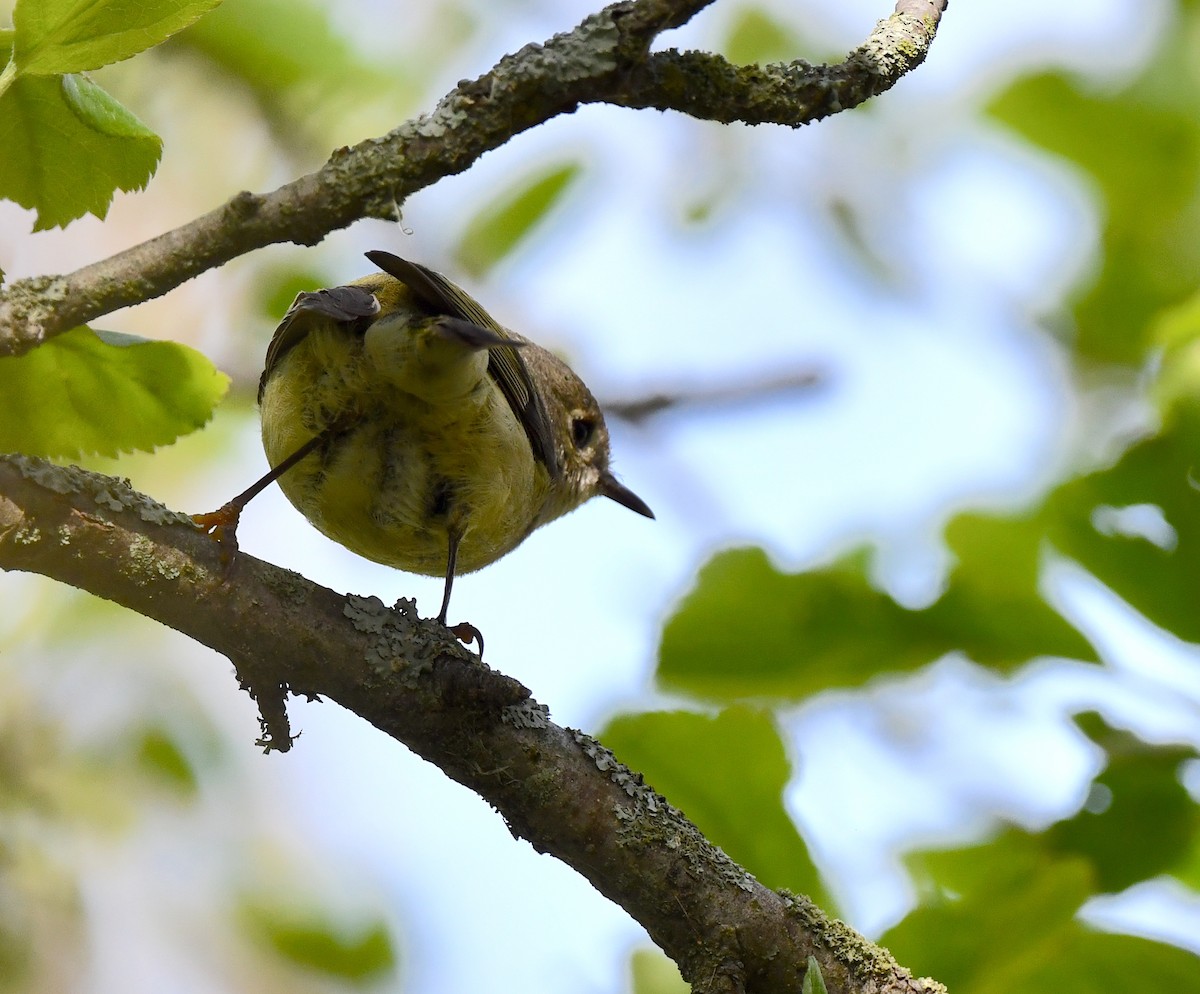 Ruby-crowned Kinglet - Kristen Cart