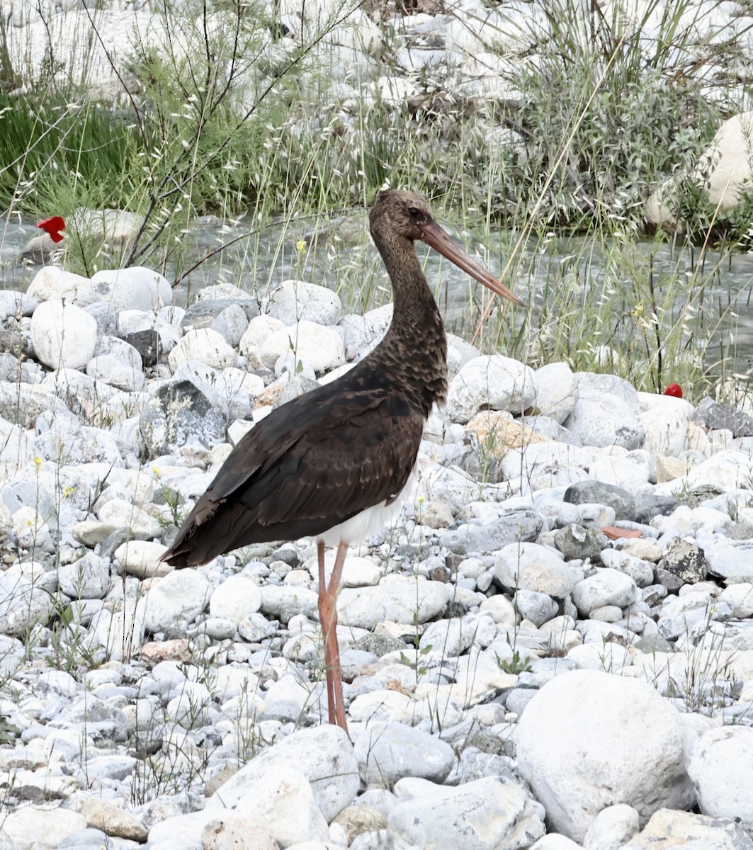 Black Stork - Murat Polat