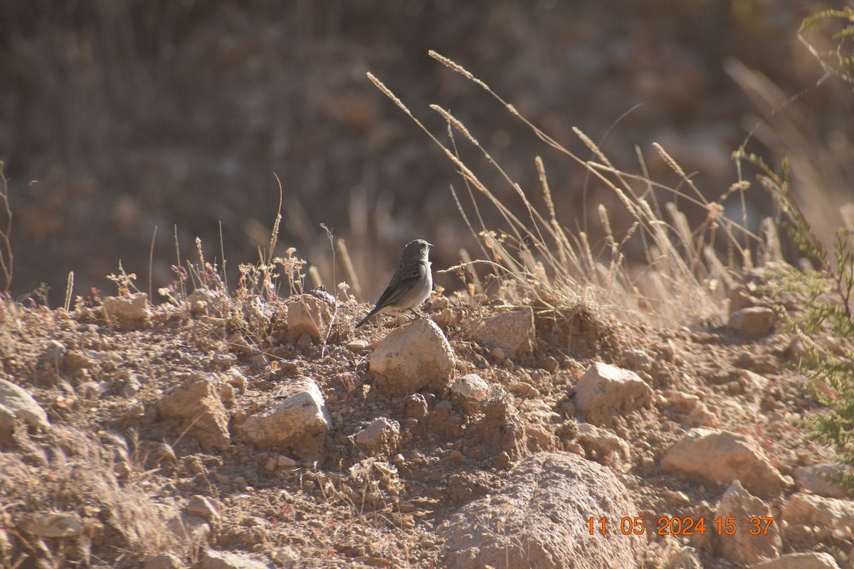 Ash-breasted Sierra Finch - ML618978744