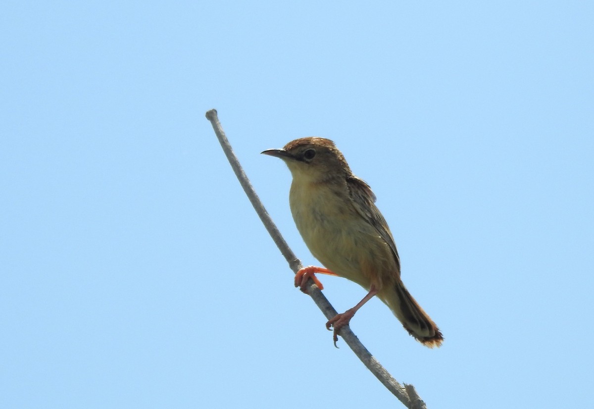 Zitting Cisticola - Miloslav Mišík