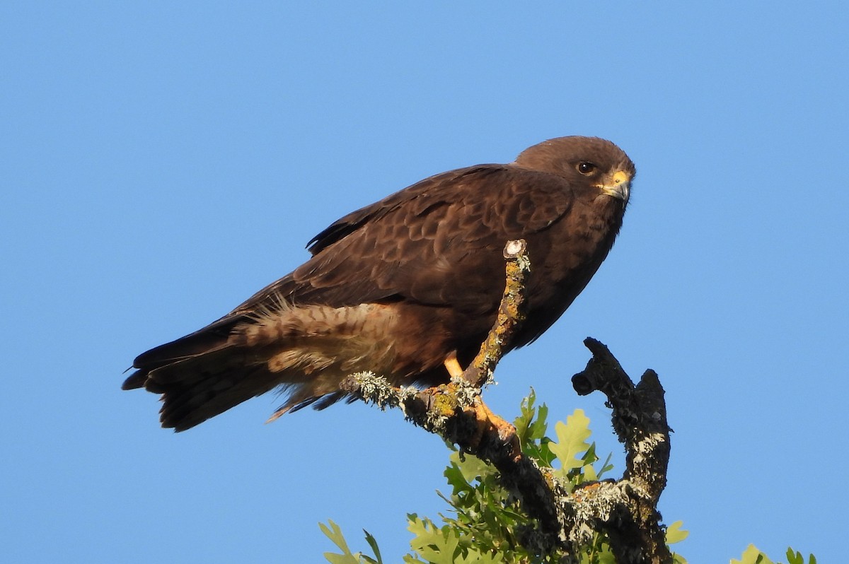 Swainson's Hawk - ML618978770