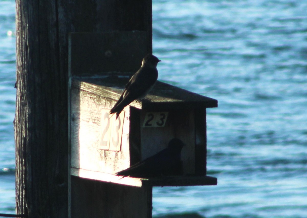 Purple Martin - ML618978792