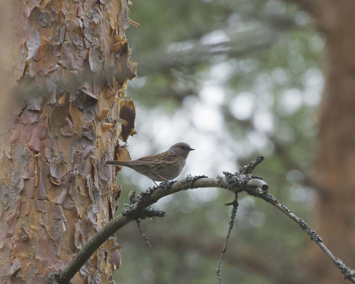 Dunnock - Terence Degan