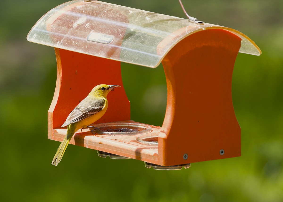 Orchard Oriole - ML618978801