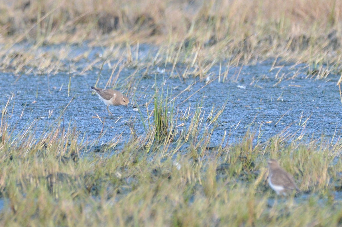 Rufous-chested Dotterel - Pablo G. Fernández🦅