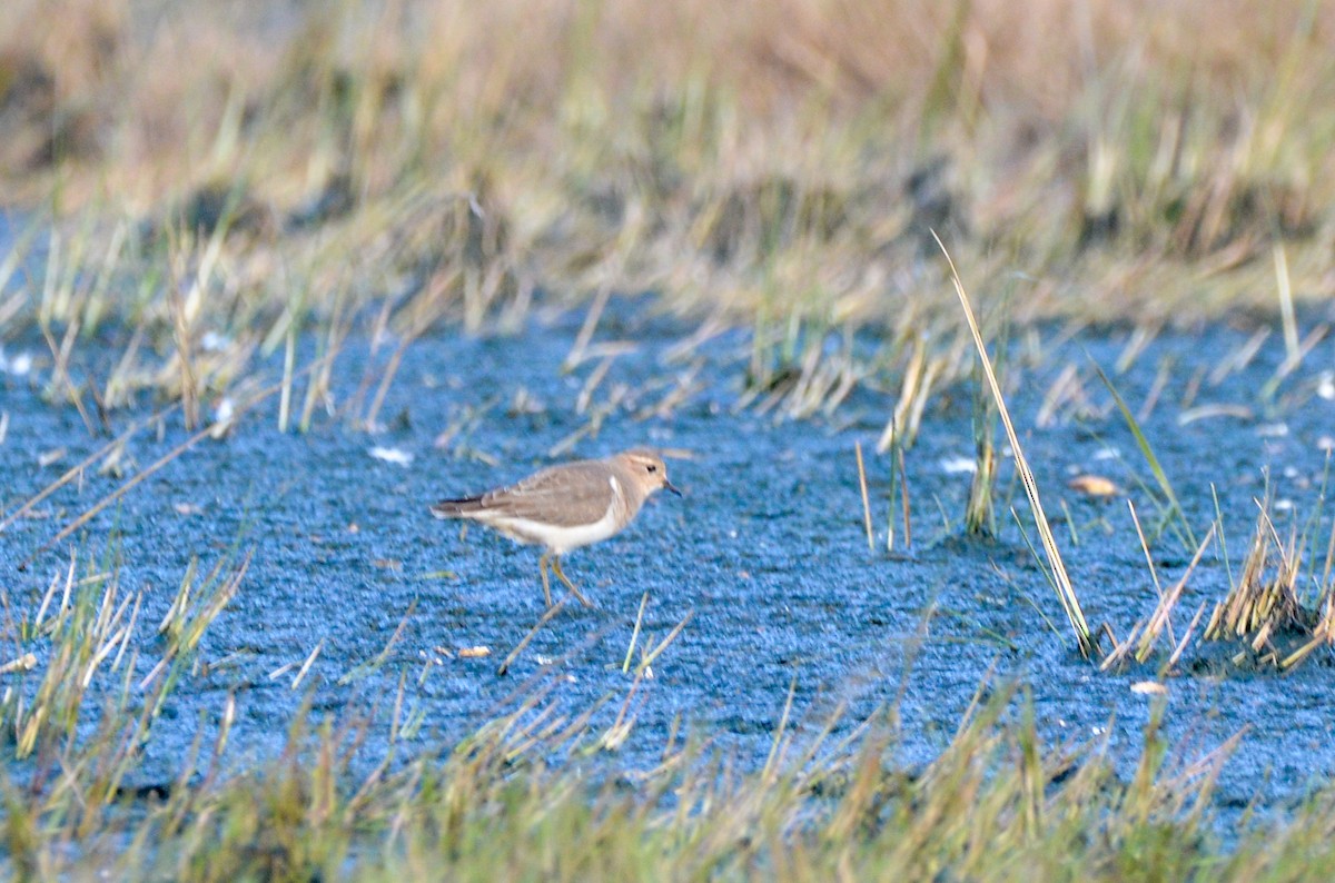 Rufous-chested Dotterel - Pablo G. Fernández🦅