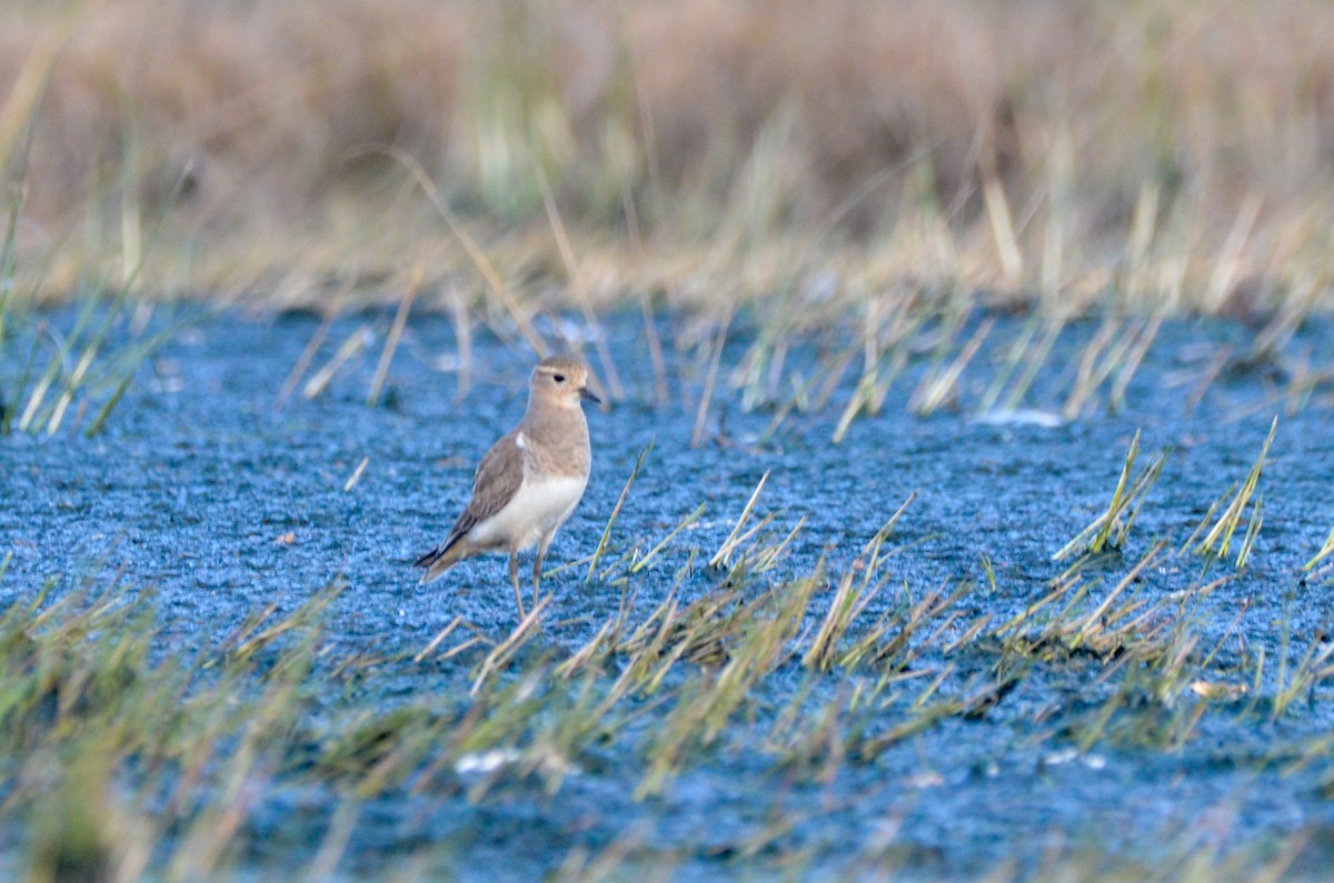 Rufous-chested Dotterel - Pablo G. Fernández🦅