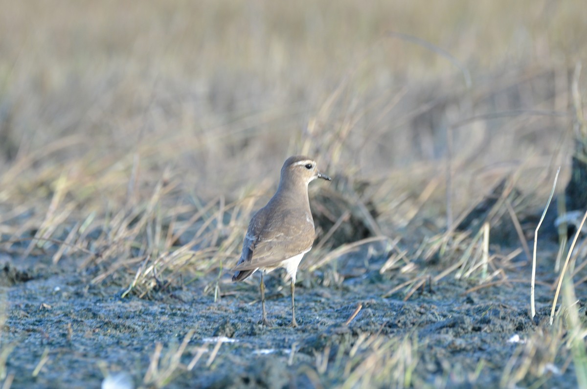 Rufous-chested Dotterel - Pablo G. Fernández🦅