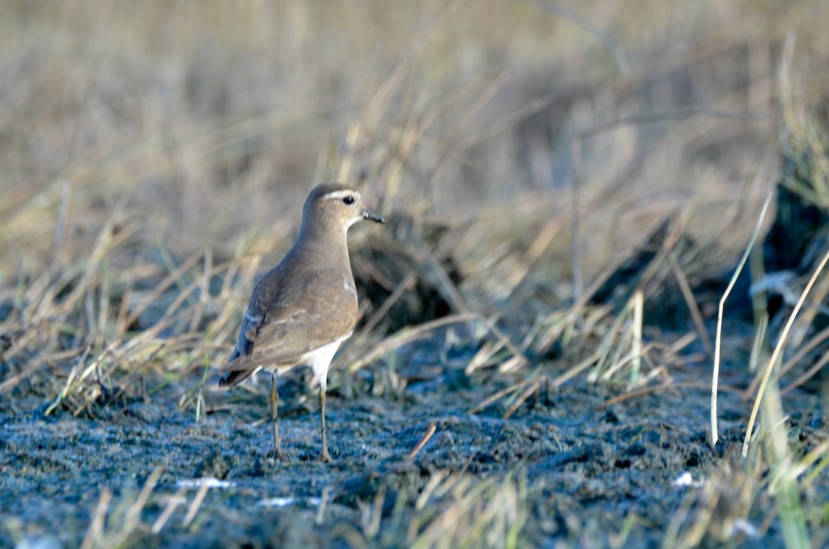 Rufous-chested Dotterel - Pablo G. Fernández🦅