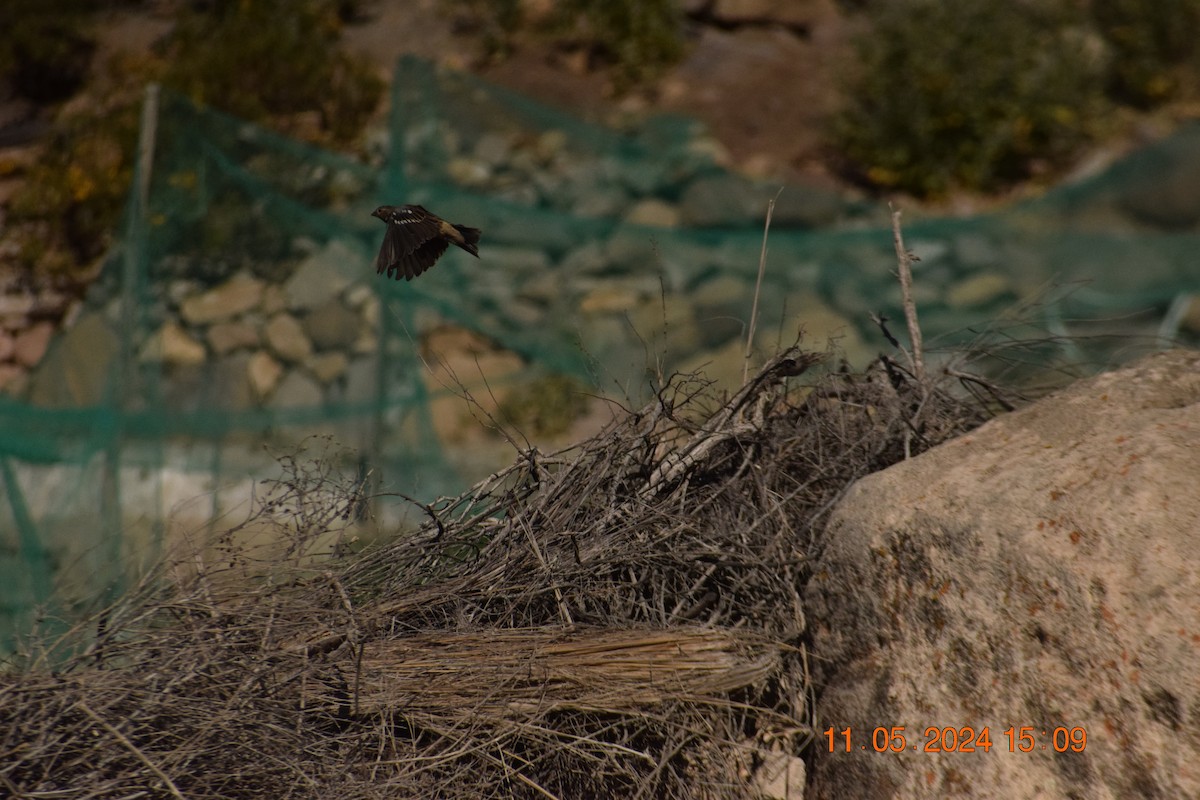 Mourning Sierra Finch - ML618978815