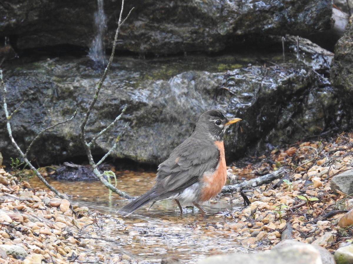 American Robin - Wendi Leonard