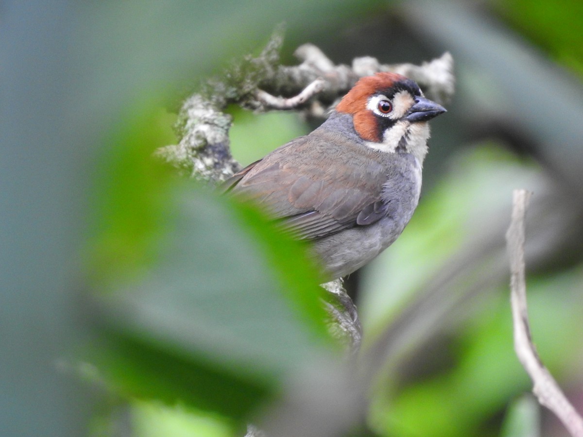 Cabanis's Ground-Sparrow - Erick Barbato