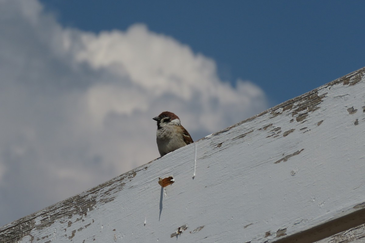 Eurasian Tree Sparrow - B Deschamp