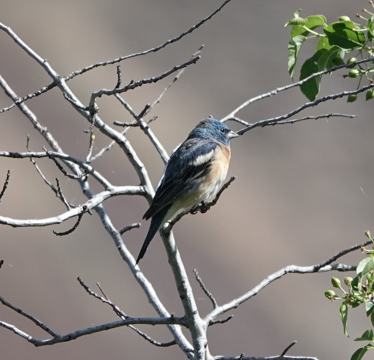 Lazuli Bunting - dave koehler