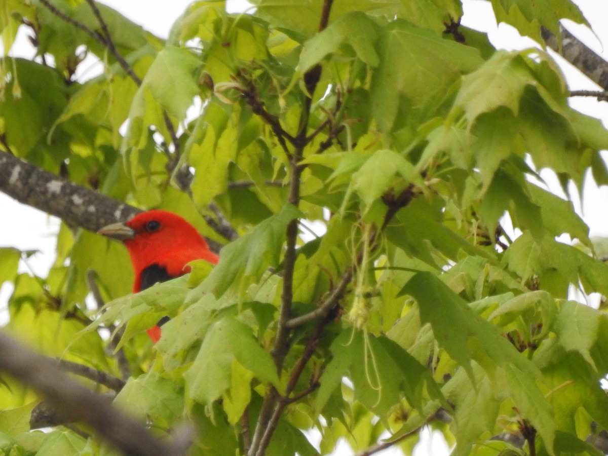 Scarlet Tanager - Luke Cauley