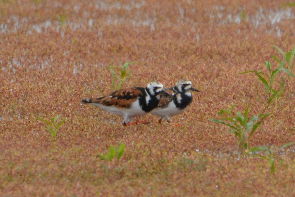 Ruddy Turnstone - ML618978897