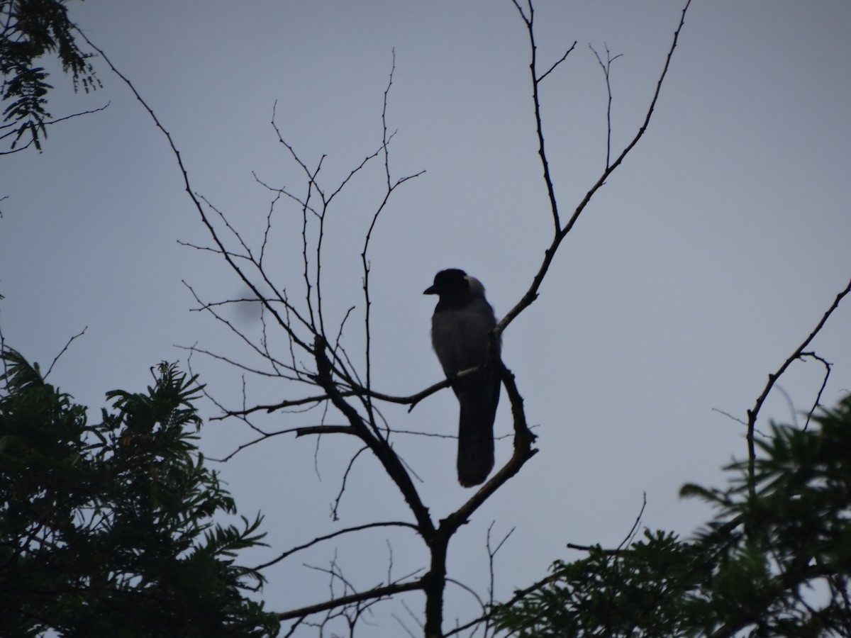 Violaceous Jay - Jully Shirley Niño Chaparro