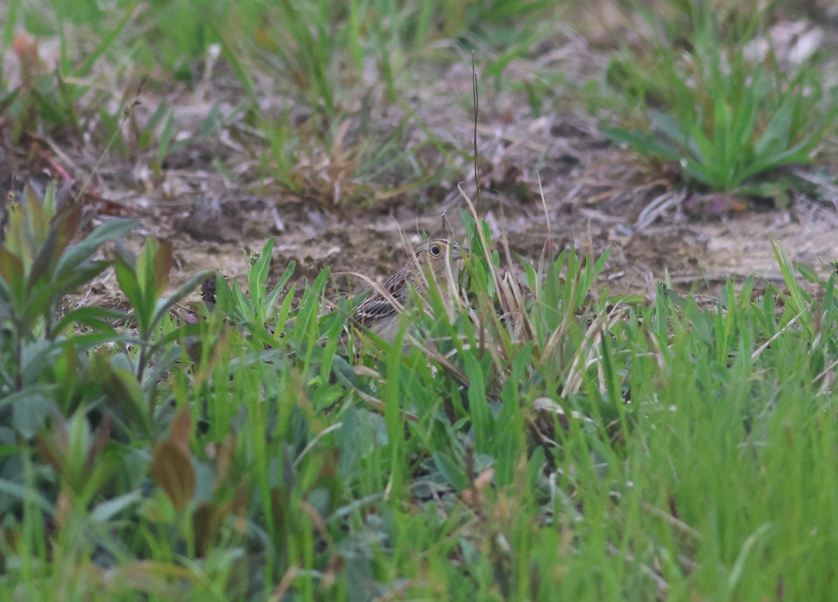 Grasshopper Sparrow - ML618978928