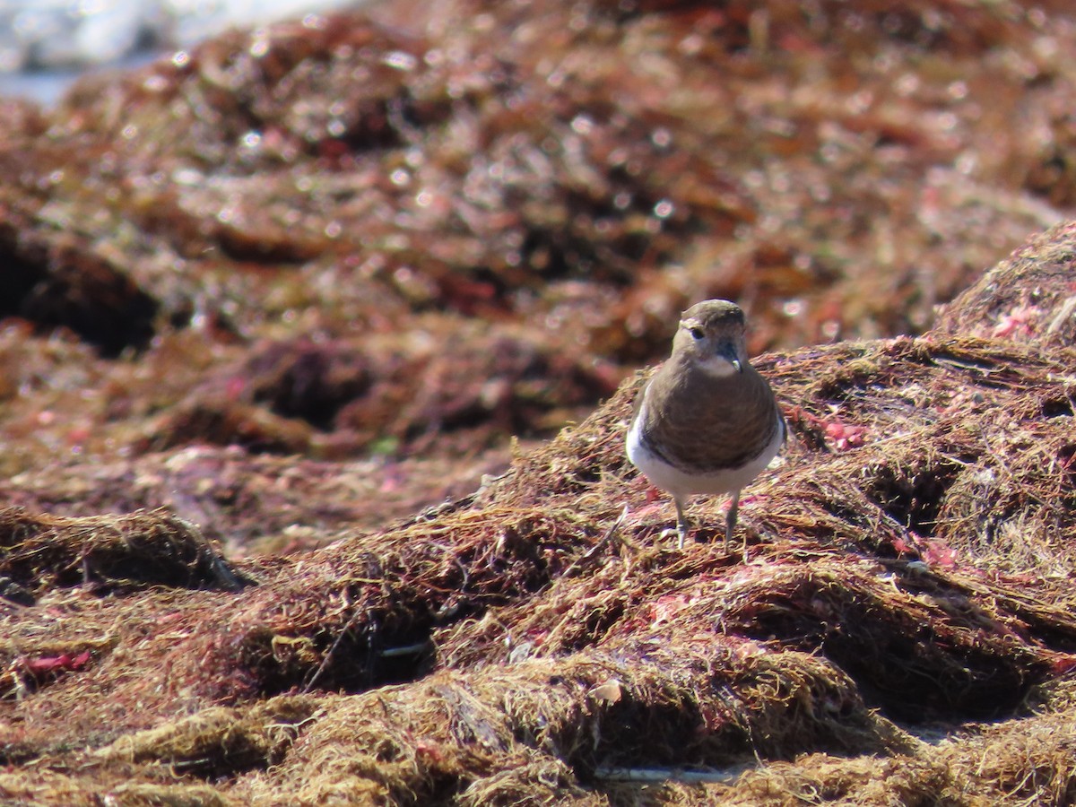 Rufous-chested Dotterel - Marcelo Olivares Herrera