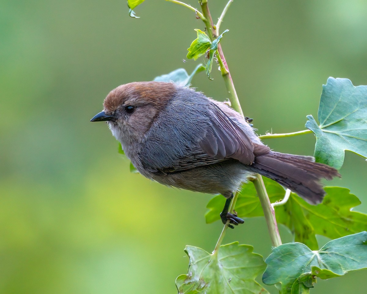 Bushtit - Jhoneil Centeno