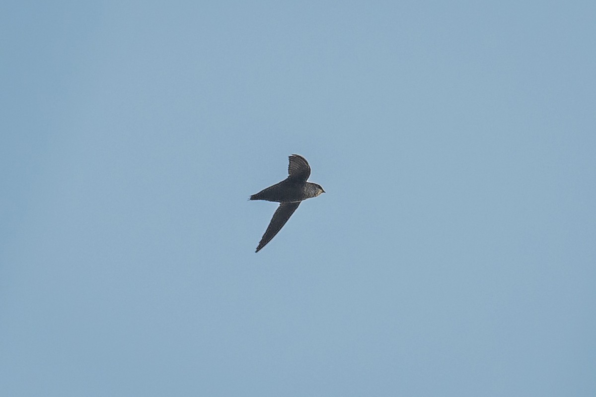 Chimney Swift - ML618978992