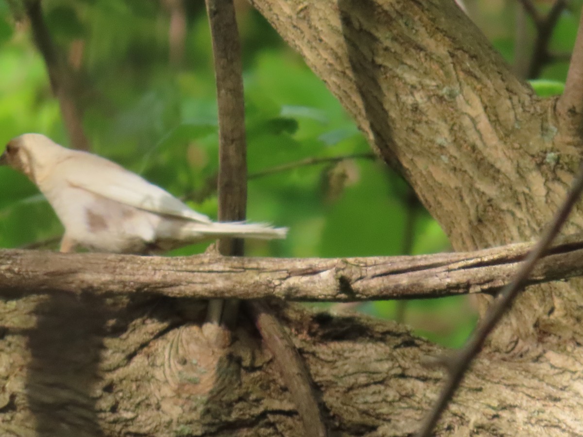 Brown-headed Cowbird - dave chase