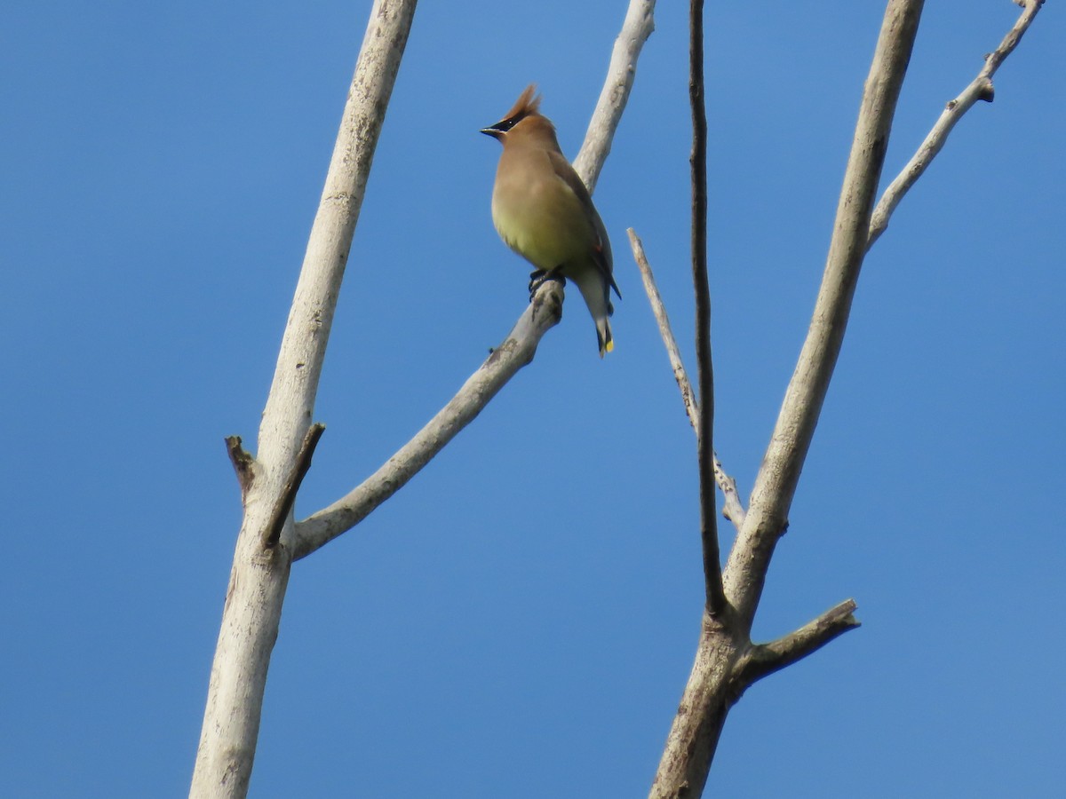 Cedar Waxwing - dave chase
