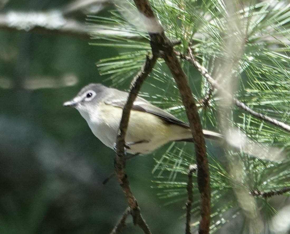 Vireo Solitario - ML618979060