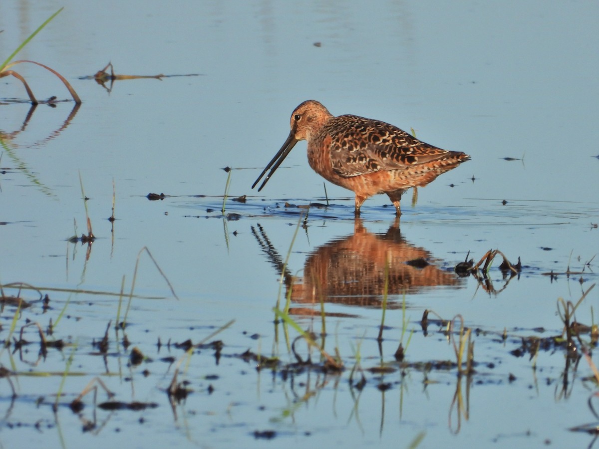 Long-billed Dowitcher - Kellie Sagen 🦉