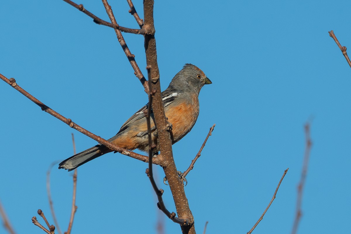 White-tipped Plantcutter - ML618979072