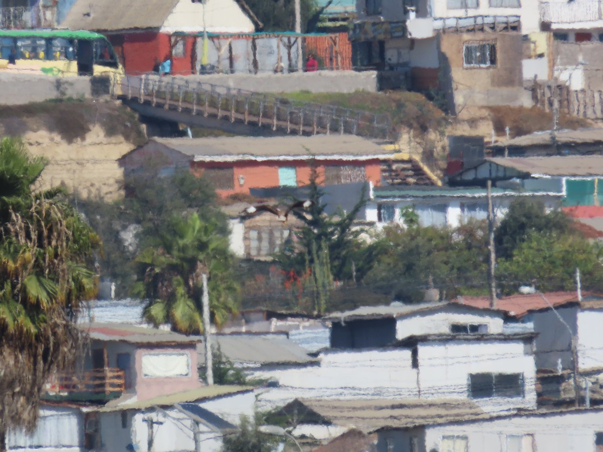 Crested Caracara - Marcelo Olivares Herrera