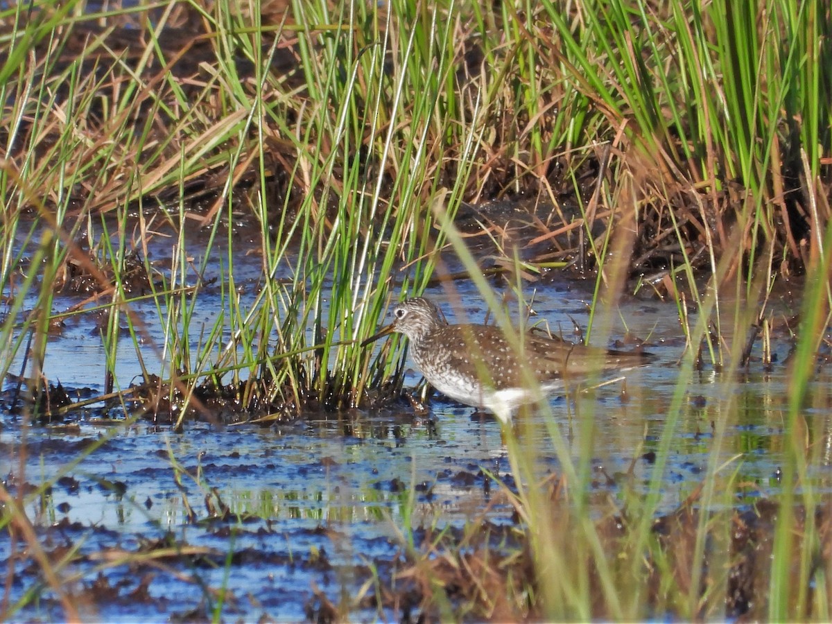 Solitary Sandpiper - Kellie Sagen 🦉