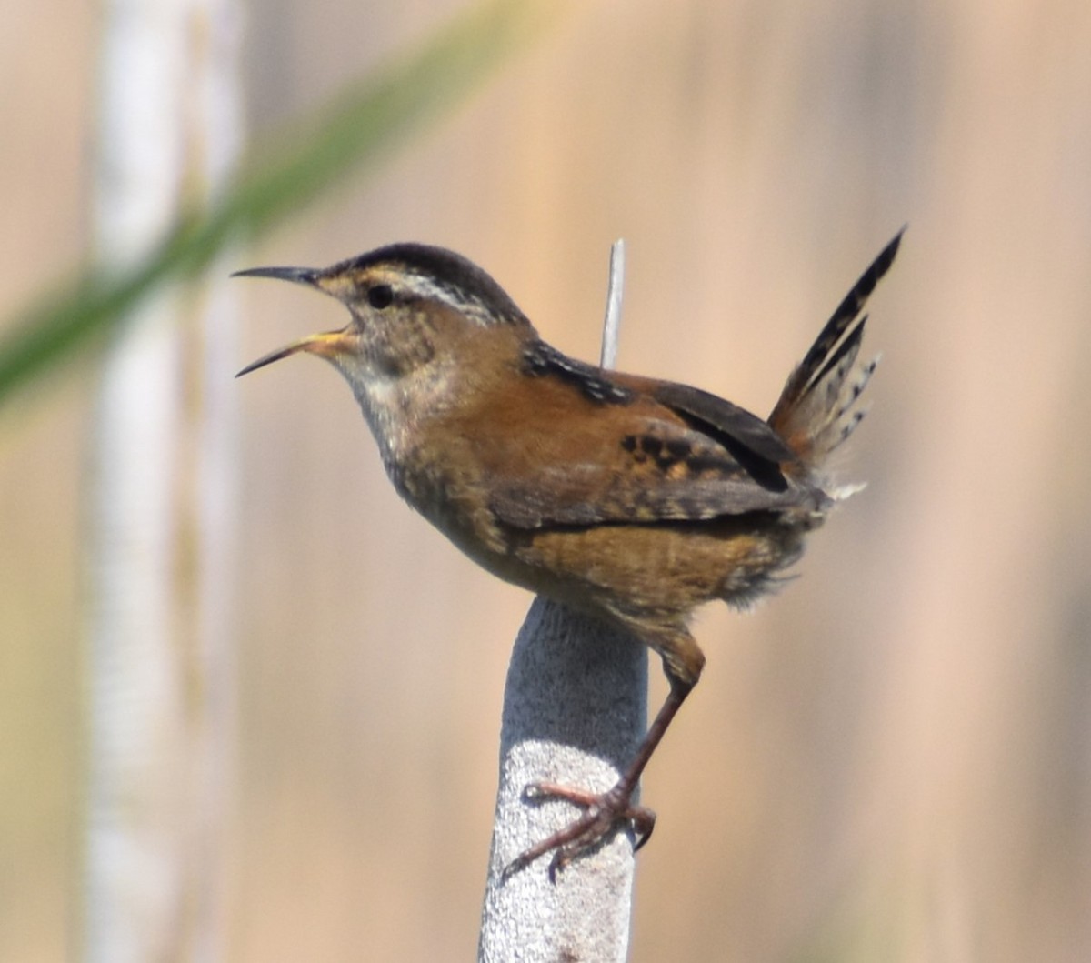 Marsh Wren - Luis Munoz