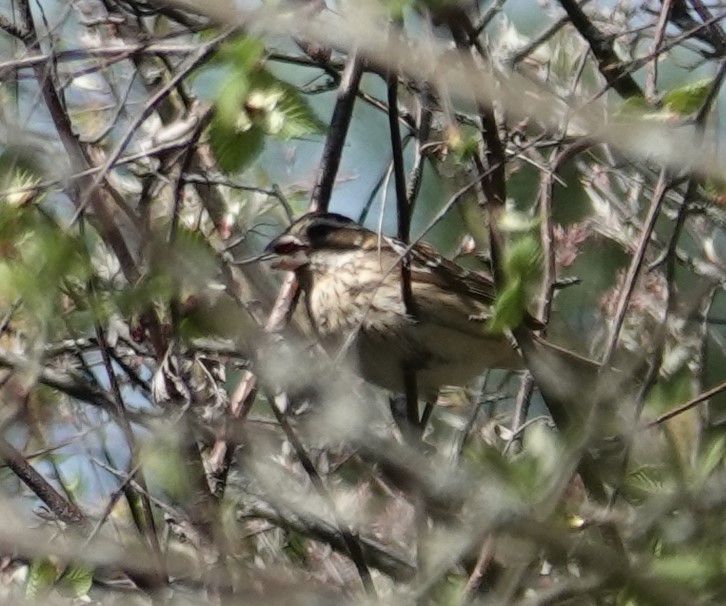 Rose-breasted Grosbeak - ML618979123